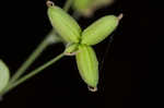 Southern meadow-rue